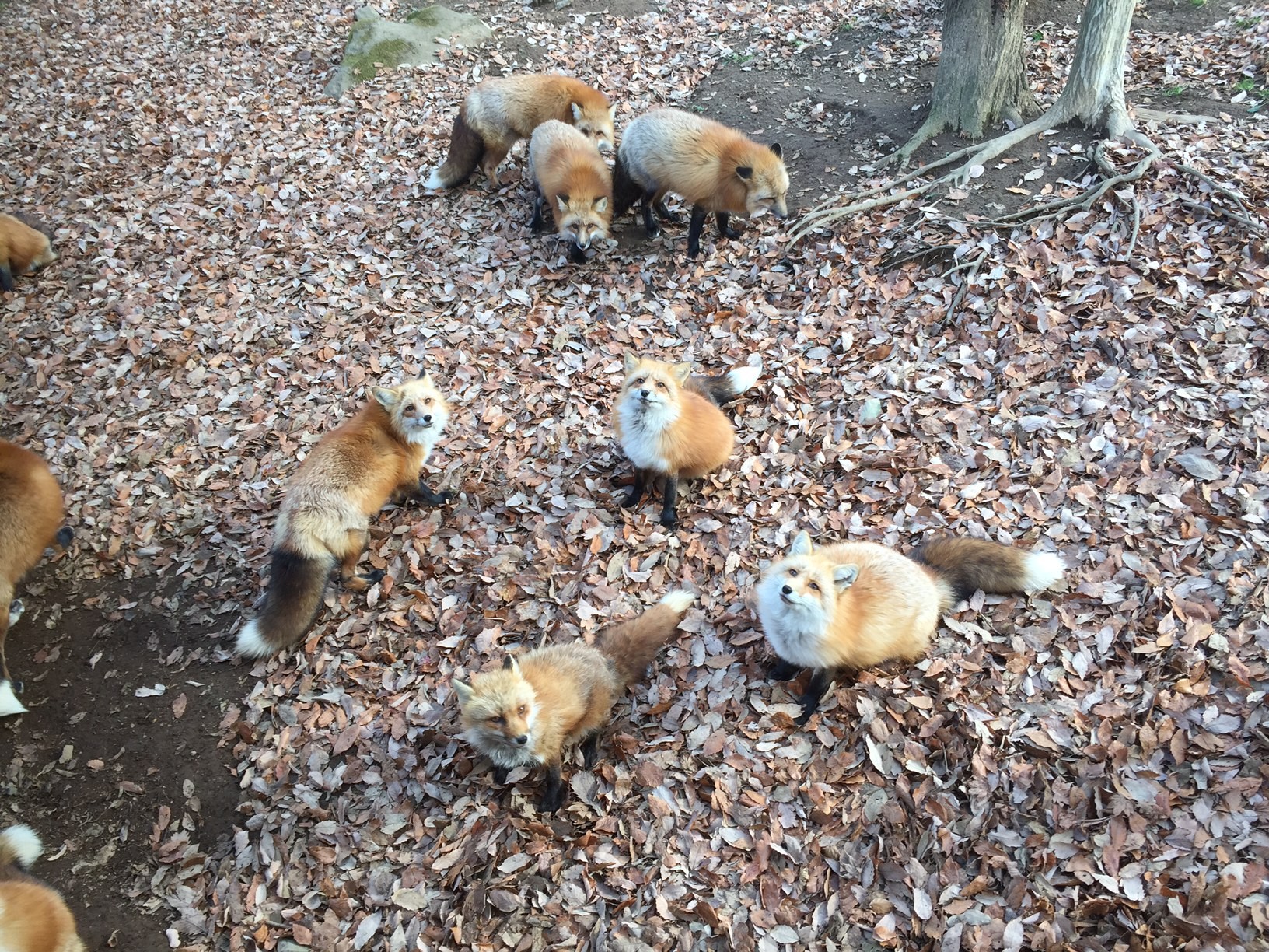 fox village1